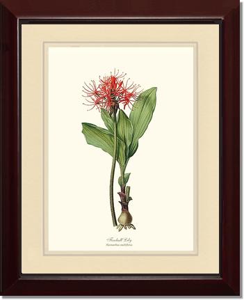 Lily, Fireball | Flower/Floral Art Print