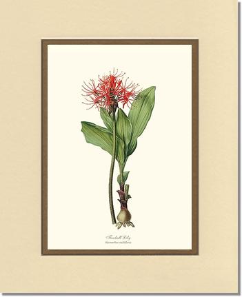 Lily, Fireball | Flower/Floral Art Print