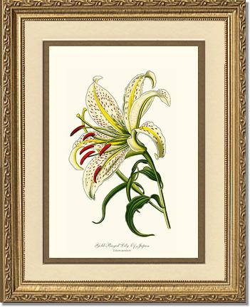 8x10 / Cream/Gold / Gold