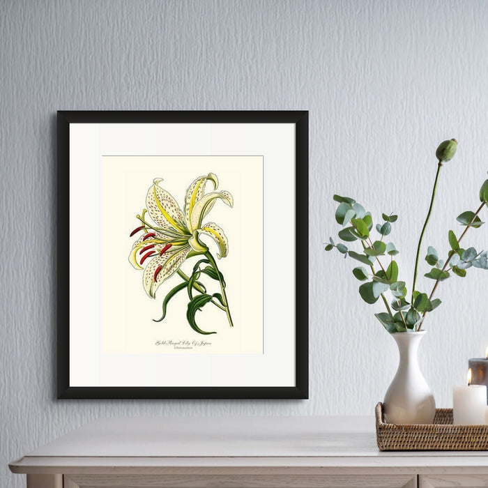Lily, Gold-Rayed | Flower/Floral Art Print