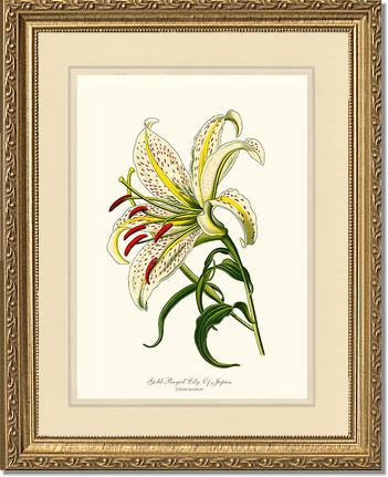 5x7 / Cream/Cream / Gold