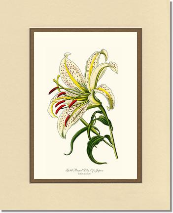 5x7 / Cream/Gold / No Frame
