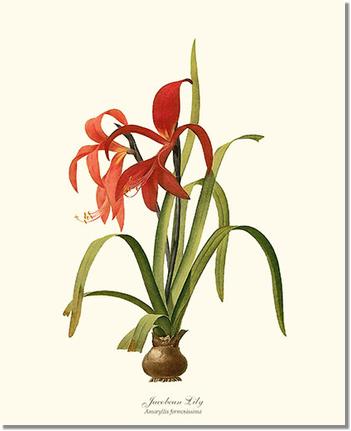Flower Floral Print: Lily, Jacobean Amaryllis