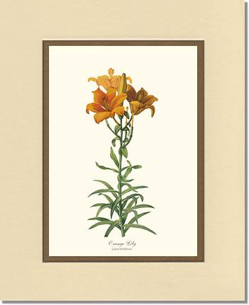 5x7 / Cream/Gold / No Frame
