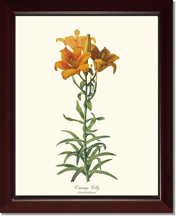 Lily, Orange | Flower/Floral Art Print