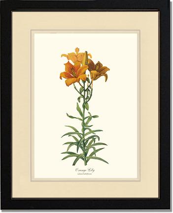 Lily, Orange | Flower/Floral Art Print