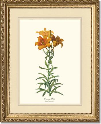 Lily, Orange | Flower/Floral Art Print