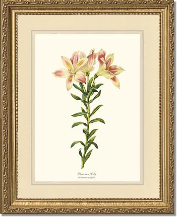5x7 / Cream/Cream / Gold