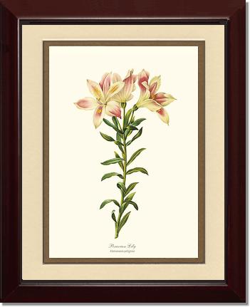 5x7 / Cream/Gold / Cherry