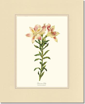 11x14 / Cream/Cream / No Frame