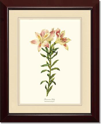 11x14 / Cream/Cream / Cherry
