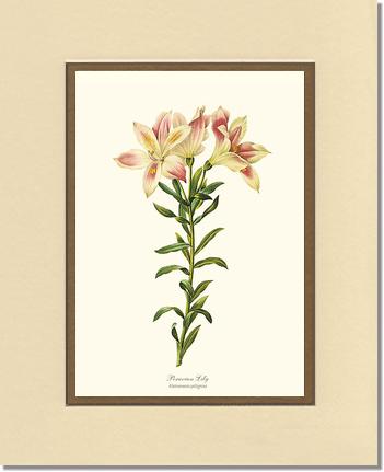 11x14 / Cream/Gold / No Frame