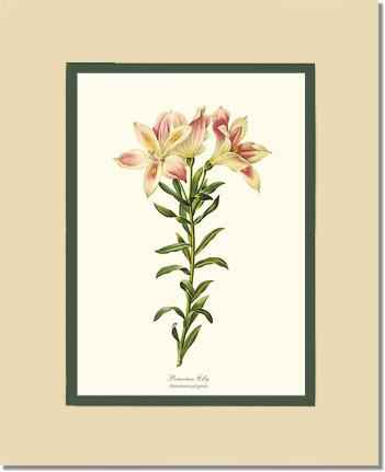 11x14 / Cream/Green / No Frame