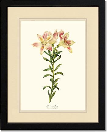 Lily, Peruvian | Flower/Floral Art Print
