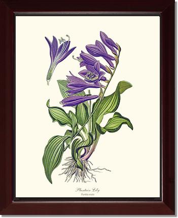 Lily, Plantain | Flower/Floral Art Print