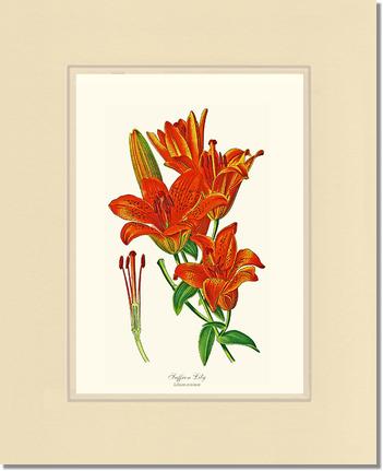 11x14 / Cream/Cream / No Frame