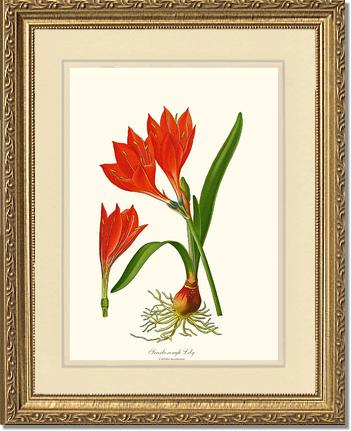 Lily, Scarborough | Flower/Floral Art Print