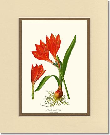 Lily, Scarborough | Flower/Floral Art Print