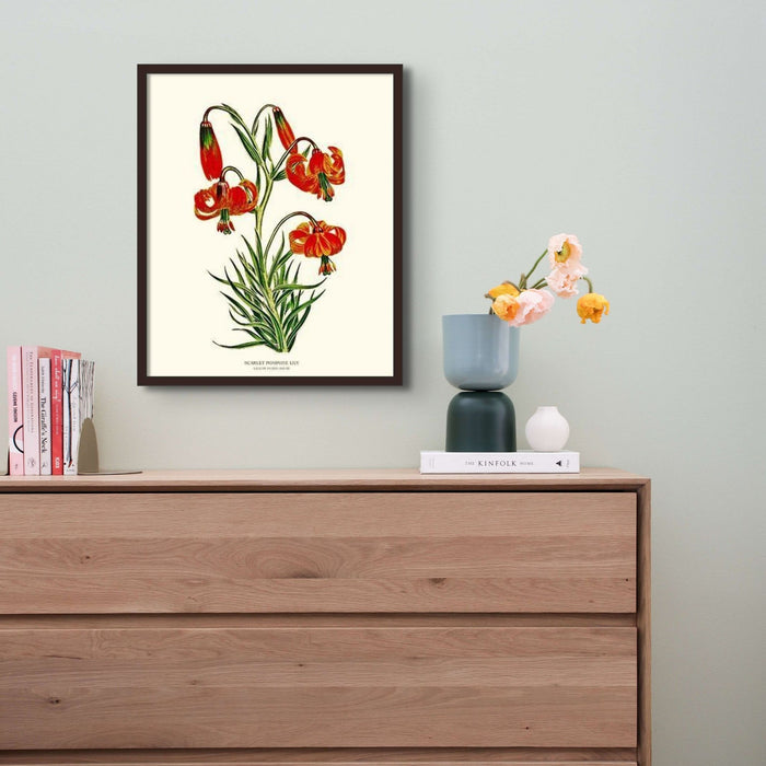 Lily, Scarlet Pompone | Flower/Floral Art Print