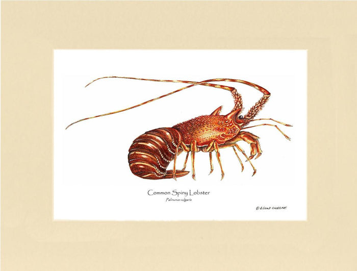 Lobster, European Spiny | Wall Art Shellfish Print