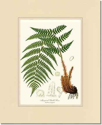 11x14 / Cream/Cream / No Frame