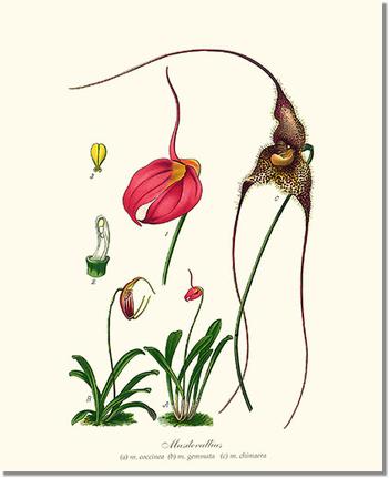 11x14 / No Mat / No Frame