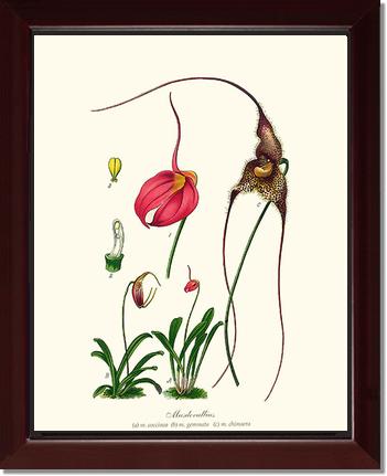 Masdevallias | Orchid Wall Art Print