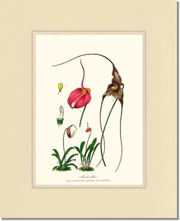 Masdevallias | Orchid Wall Art Print