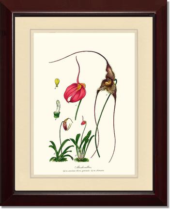 Masdevallias | Orchid Wall Art Print