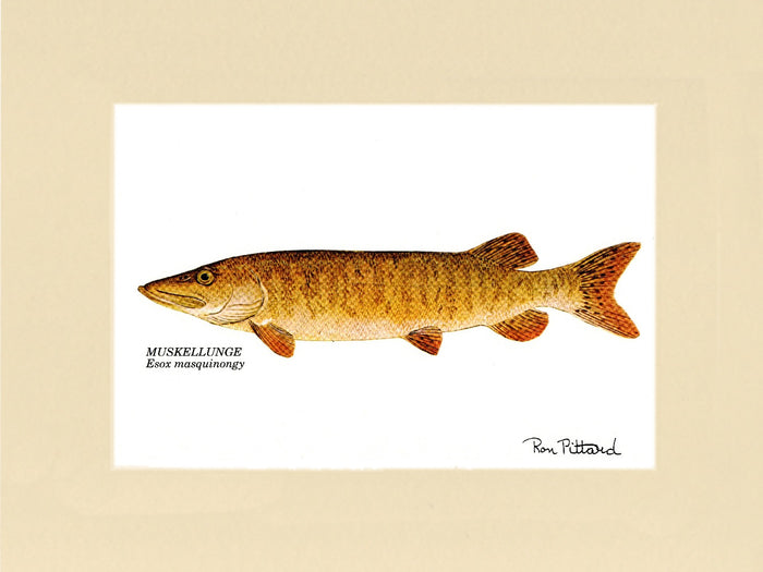 Muskellunge - Charting Nature
