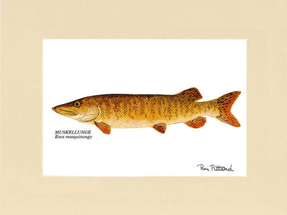 Muskellunge - Charting Nature