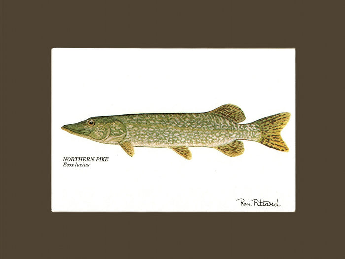 Muskellunge | matted gamefish wall art print | Angler's Decor
