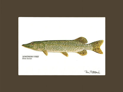 Muskellunge | matted gamefish wall art print | Angler's Decor