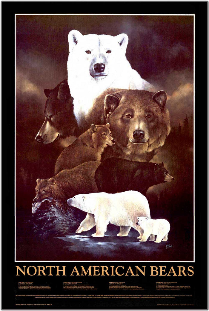 North American Bears - Charting Nature