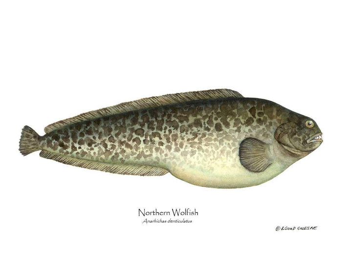 Northern Wolffish - Charting Nature