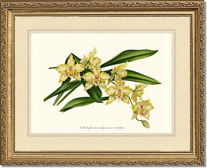 8x10 / Cream/Cream / Gold