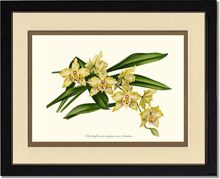 8x10 / Cream/Gold / Black