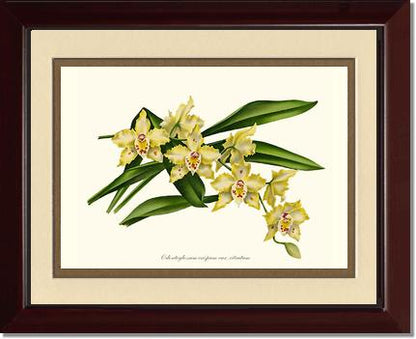 8x10 / Cream/Gold / Cherry