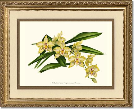 8x10 / Cream/Gold / Gold