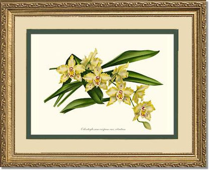 8x10 / Cream/Green / Gold