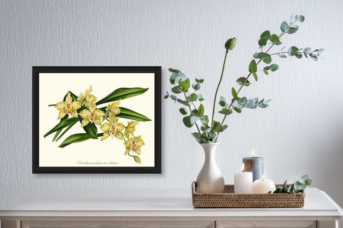 Odontoglossum crispum citratum | Orchid Wall Art Print