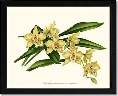 Odontoglossum crispum citratum | Orchid Wall Art Print