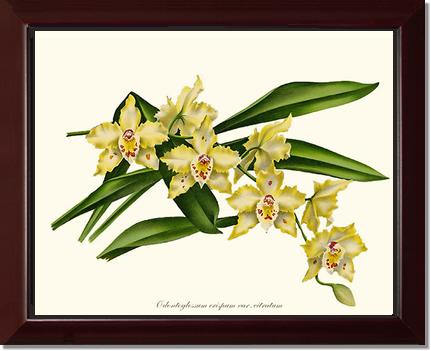 Odontoglossum crispum citratum | Orchid Wall Art Print