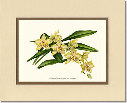 Odontoglossum crispum citratum | Orchid Wall Art Print