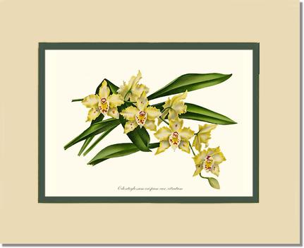 Odontoglossum crispum citratum | Orchid Wall Art Print