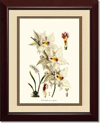8x10 / Cream/Gold / Cherry