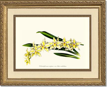 8x10 / Cream/Gold / Gold