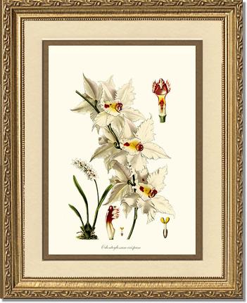 8x10 / Cream/Gold / Gold
