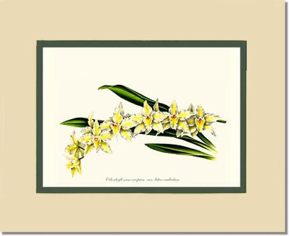 8x10 / Cream/Green / No Frame