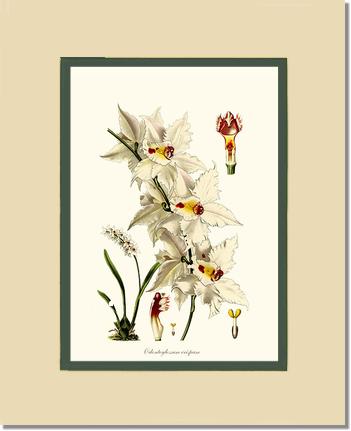 8x10 / Cream/Green / No Frame